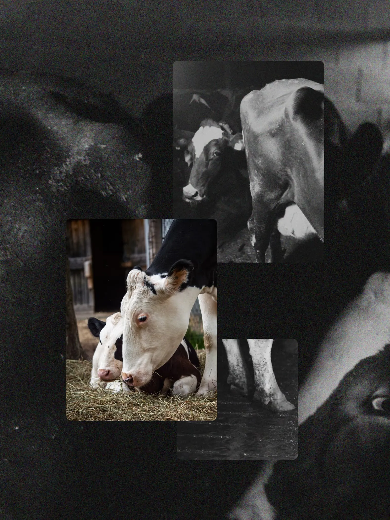 A dairy cow in a barn — the harsh reality the campaign sets out to expose